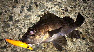 メバリングでのプラグの使い方 おすすめプラグとロッドも紹介 Fishingkeluarga クルアルガ